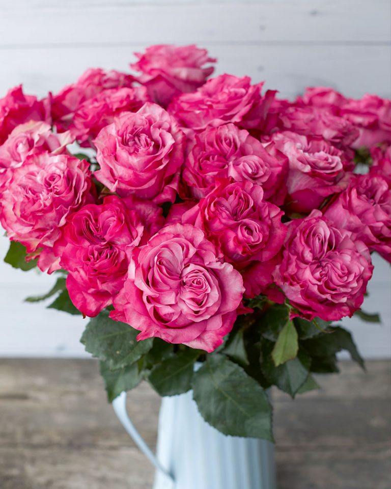 Country Blues | Hot Pink Garden Rose