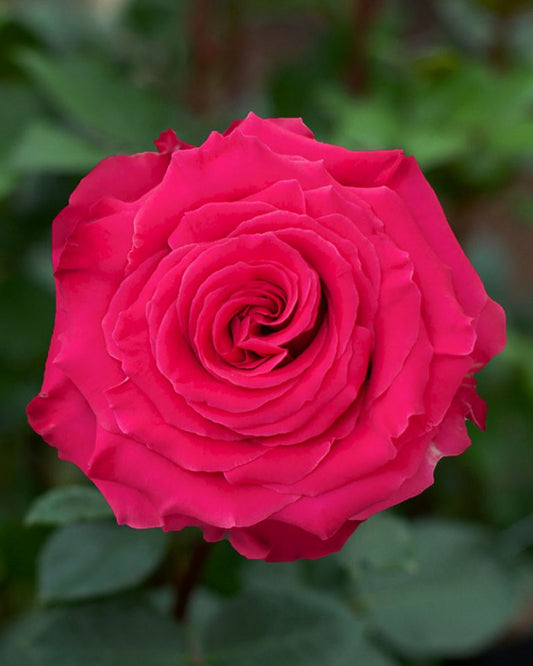 Full Monty | Hot Pink Rose