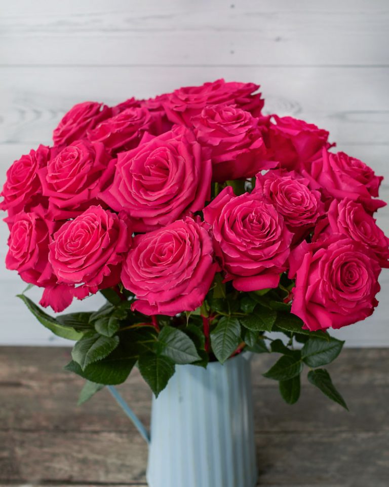 Full Monty | Hot Pink Rose