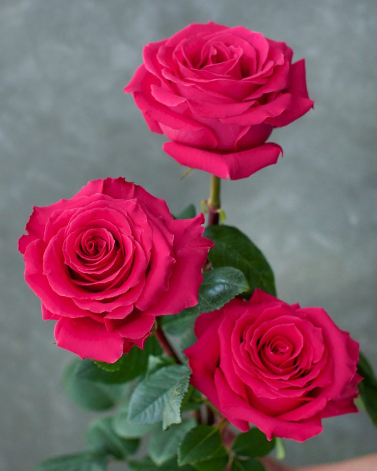 Gotcha | Hot Pink Rose