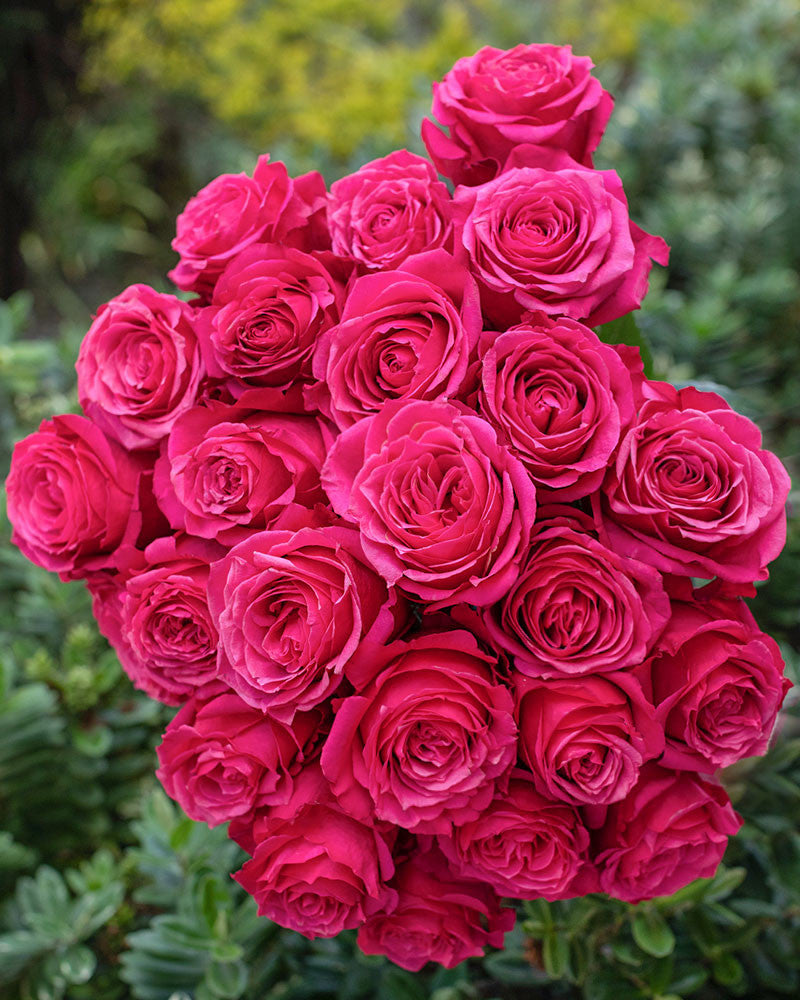 Cherry Oh | Hot Pink Rose