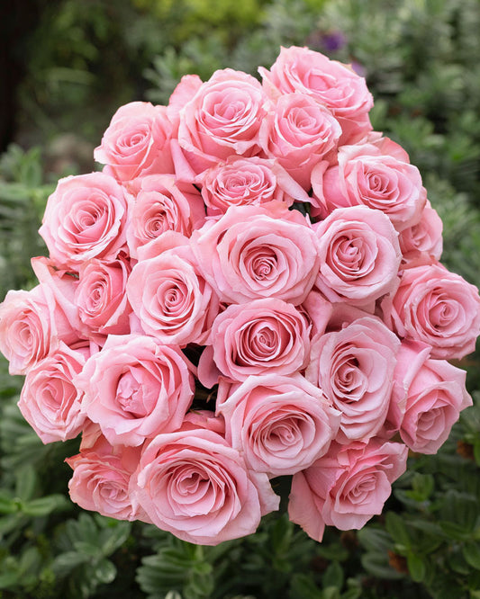 Be Sweet | Light Pink Rose