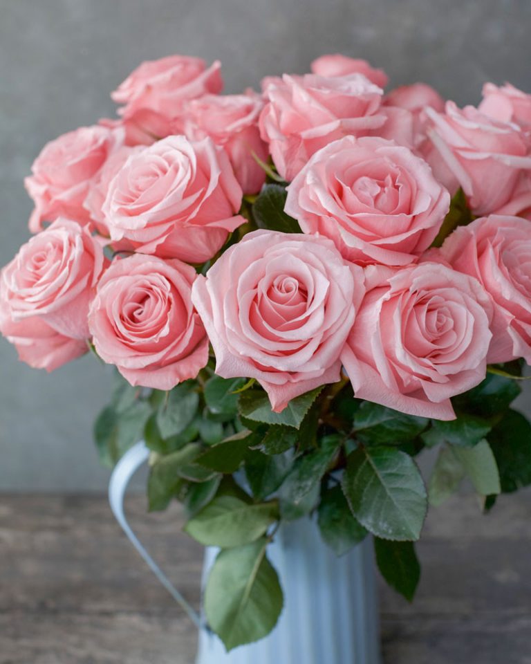 Be Sweet | Light Pink Rose