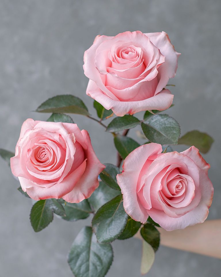 Be Sweet | Light Pink Rose