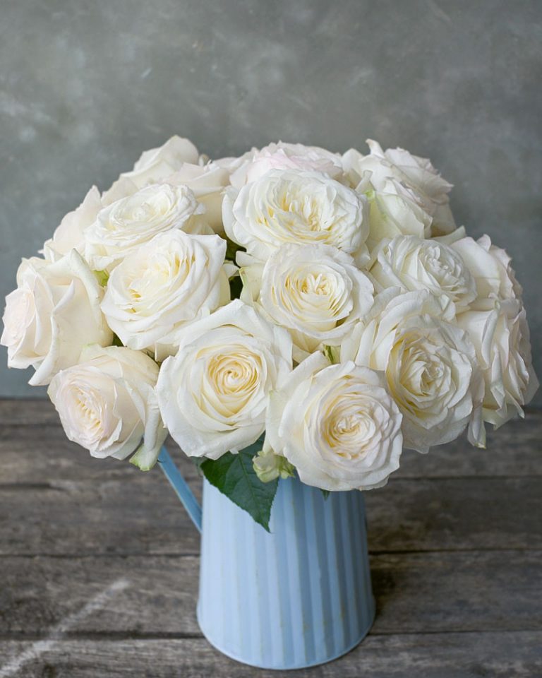 Candlelight | White Rose