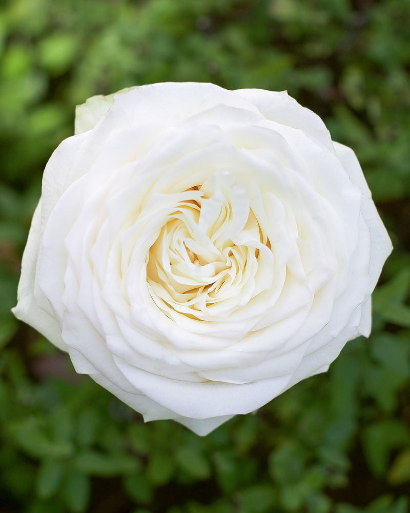 Candlelight | White Rose