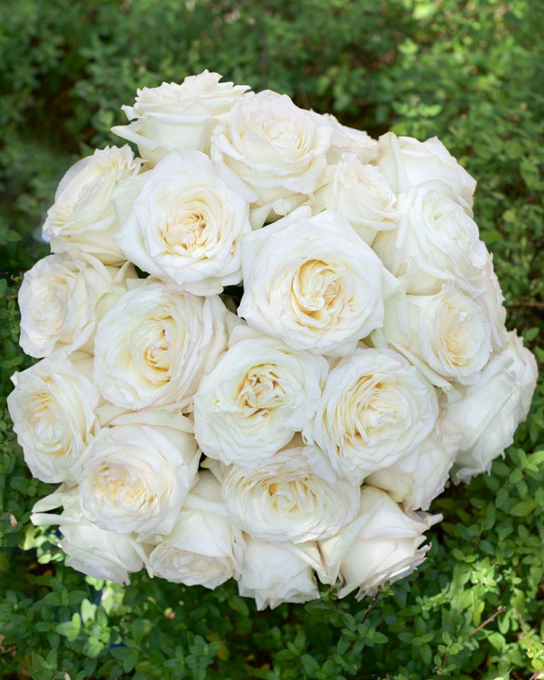 Candlelight | White Rose