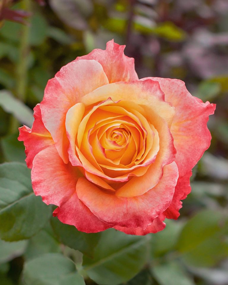 Free Spirit | Orange Garden Flower Type