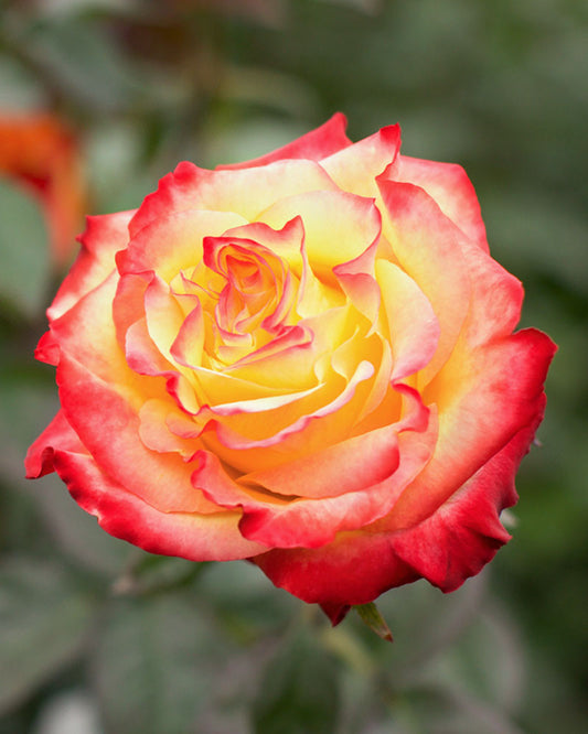 News Flash | Yellow Red Rose