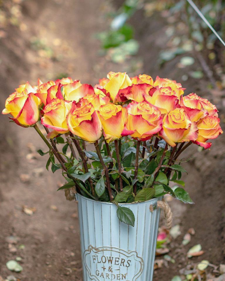 News Flash | Yellow Red Rose