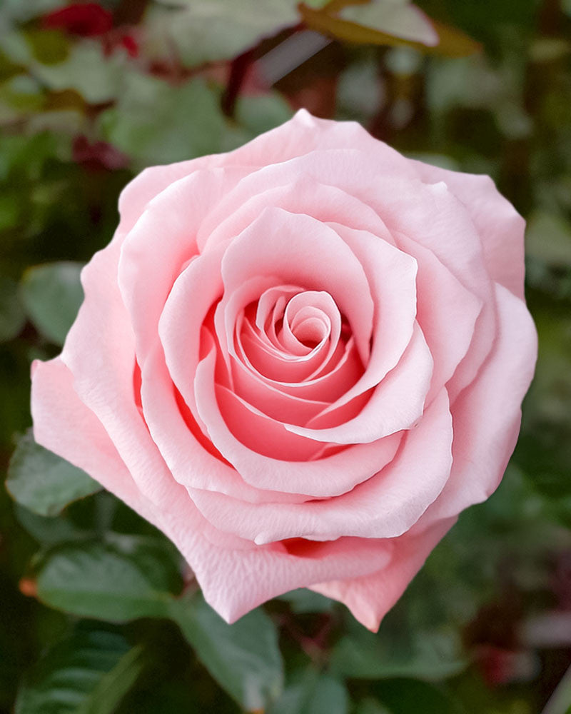 Be Sweet | Light Pink Rose