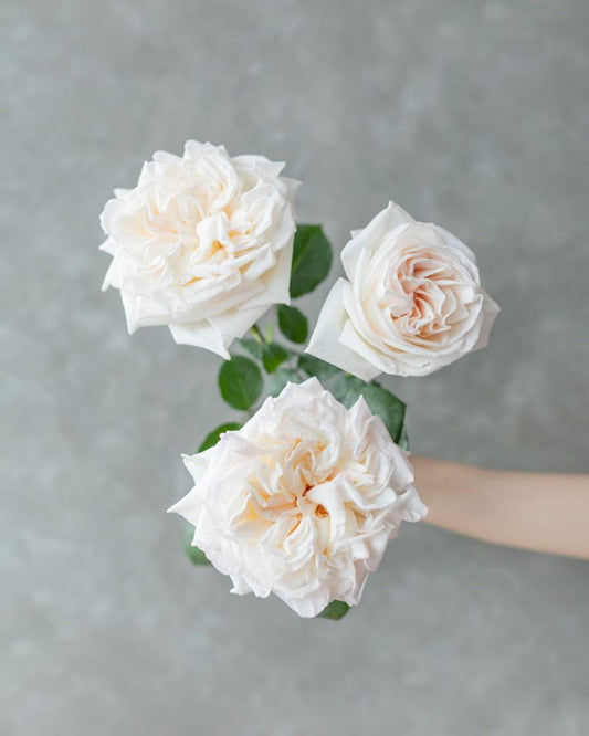 White Ohara | White Garden Rose