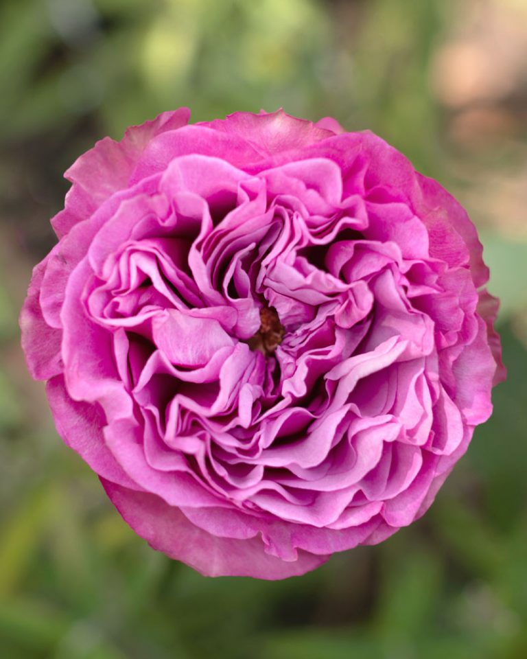 Queen’s Crown | Lavender Rose