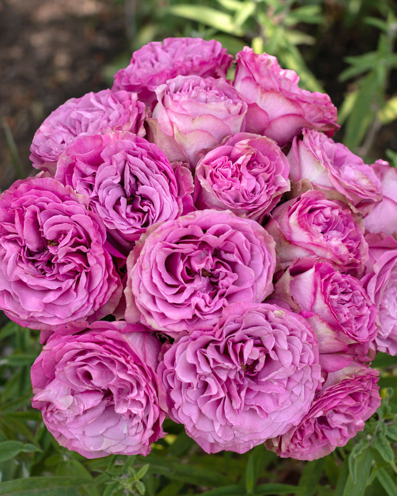 Queen’s Crown | Lavender Rose