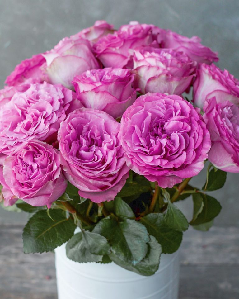 Queen’s Crown | Lavender Rose