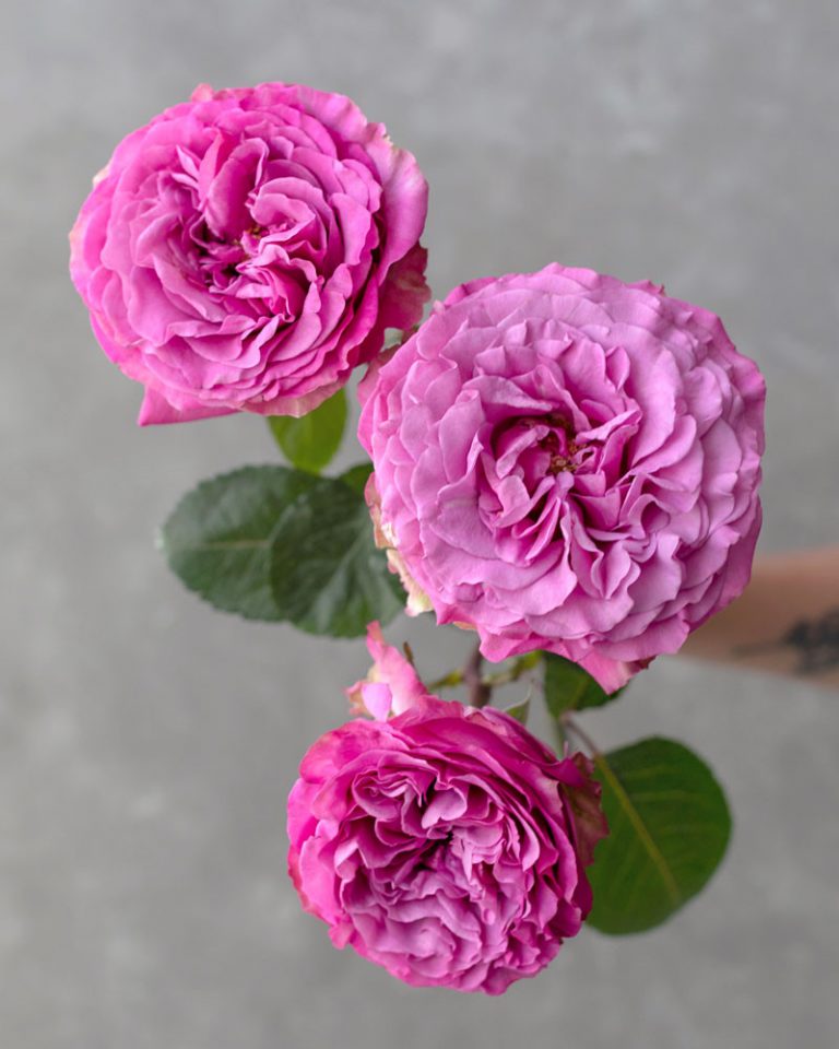 Queen’s Crown | Lavender Rose