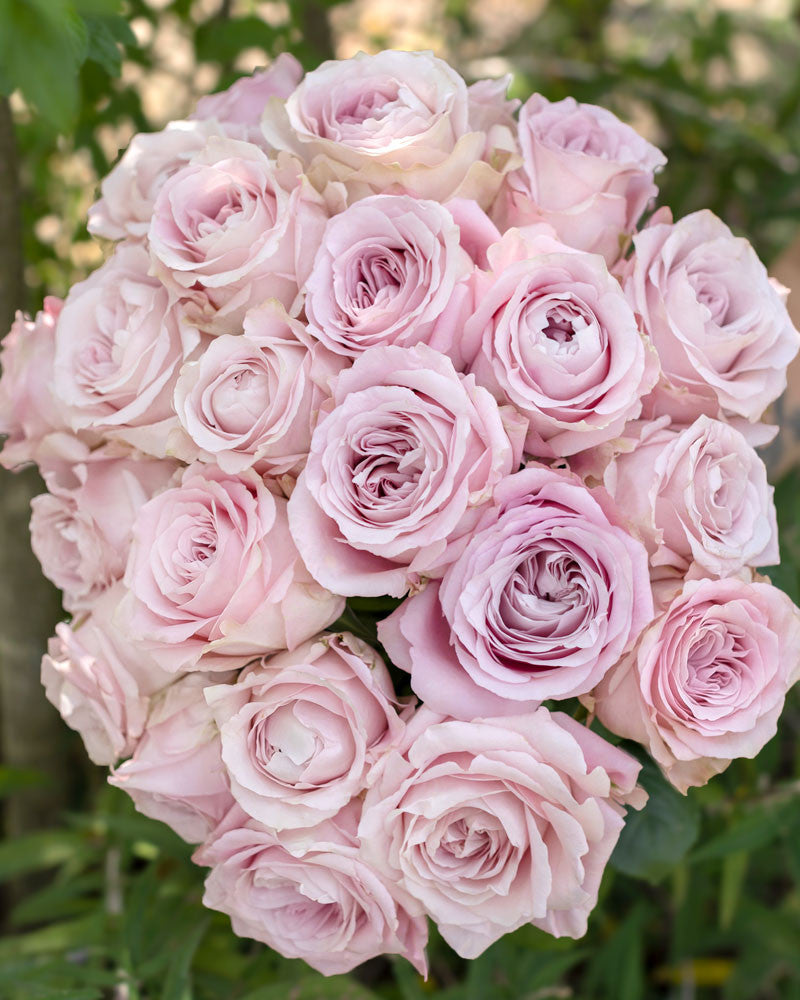 Sweet 4 Love | Light Pink Rose