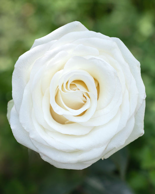 First Lady | White Rose