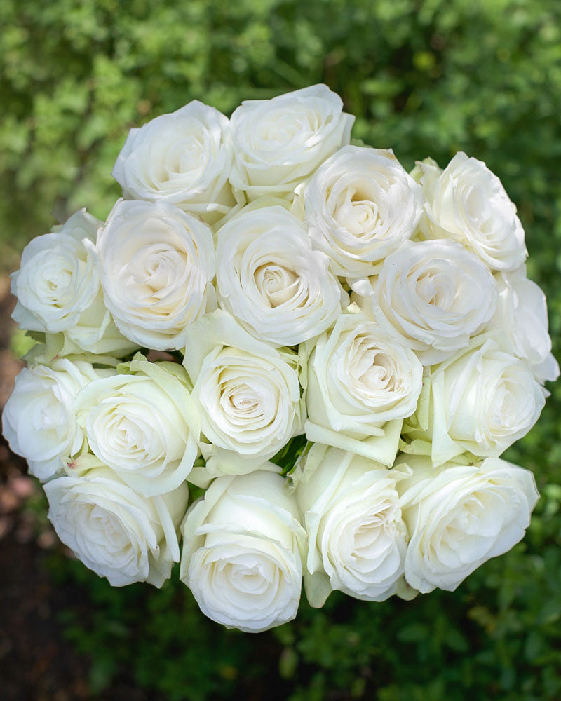 First Lady | White Rose