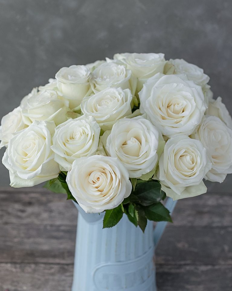 First Lady | White Rose