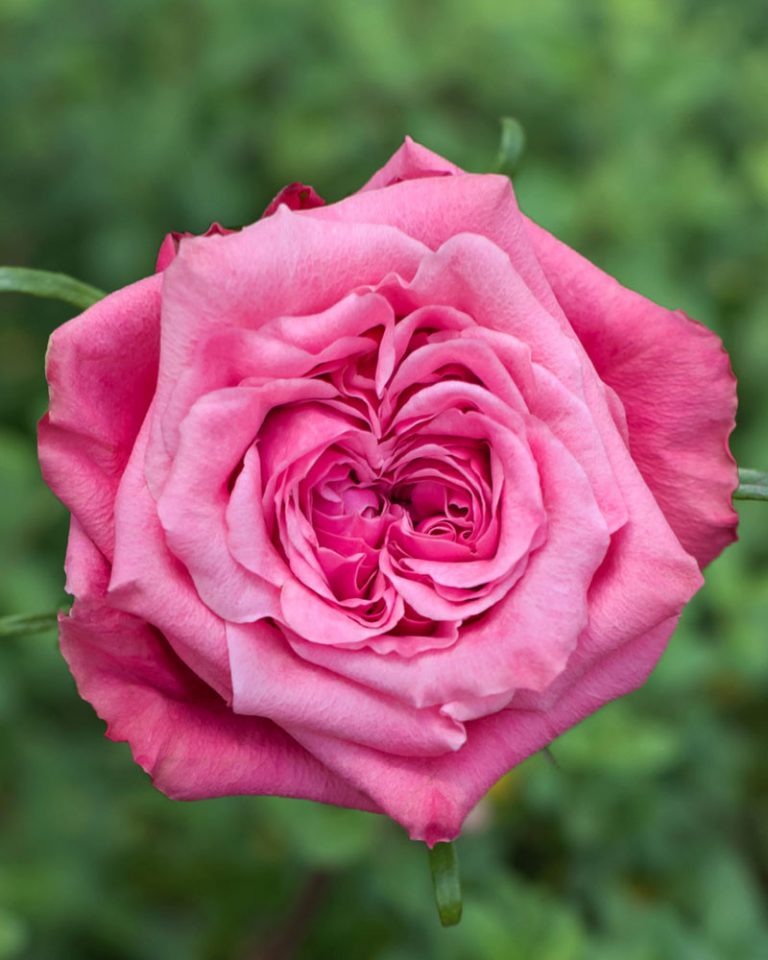 Art Deco | Pink Garden Flower