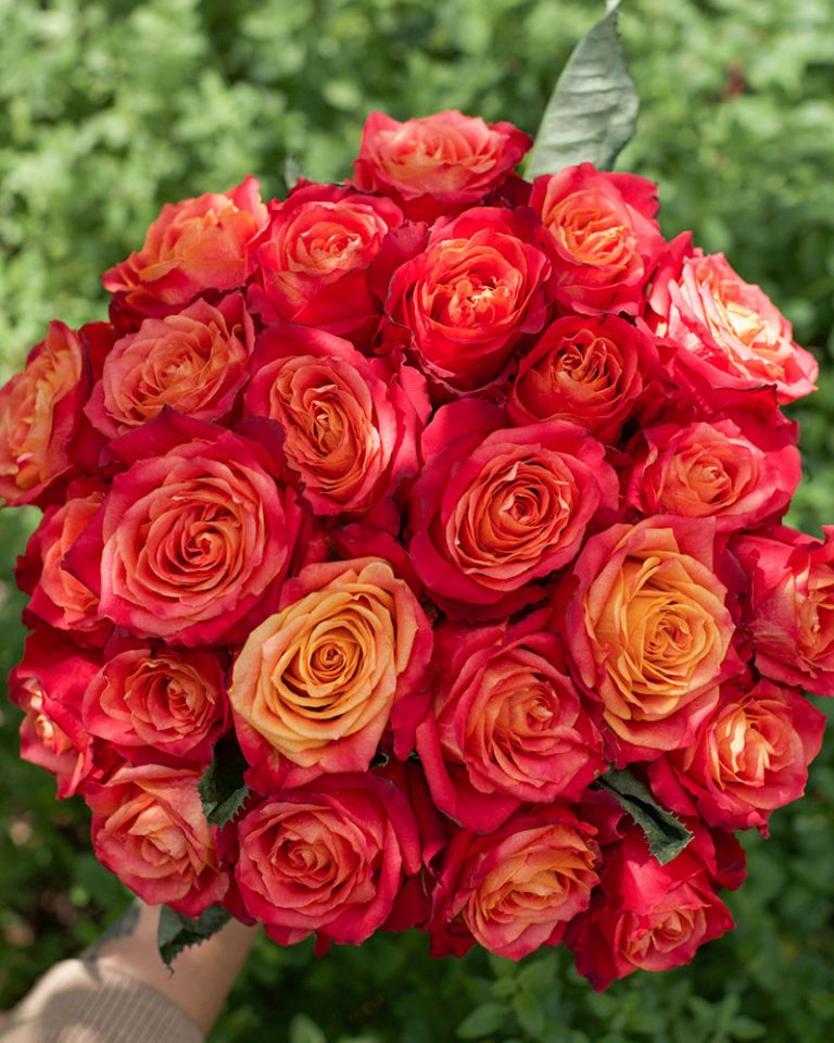 Atomic | Yellow And Orange Rose