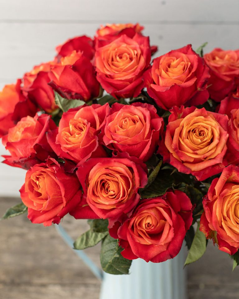 Atomic | Yellow And Orange Rose