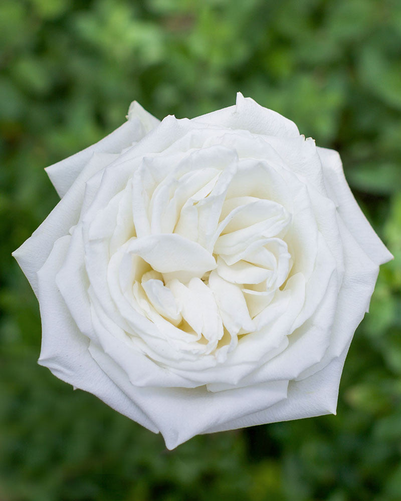 Playa Blanca | White Rose