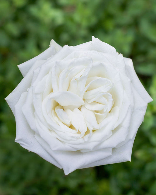 Playa Blanca | White Rose