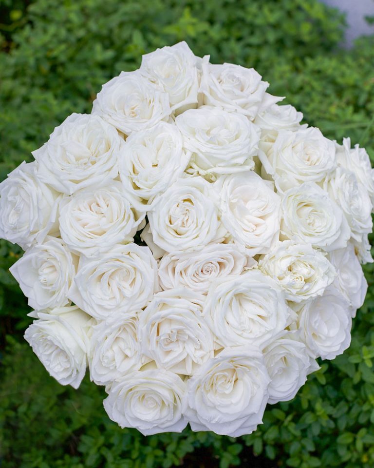 Playa Blanca | White Rose