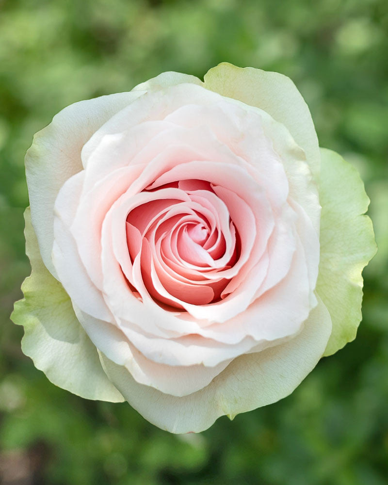Frutteto | Light Pink Rose