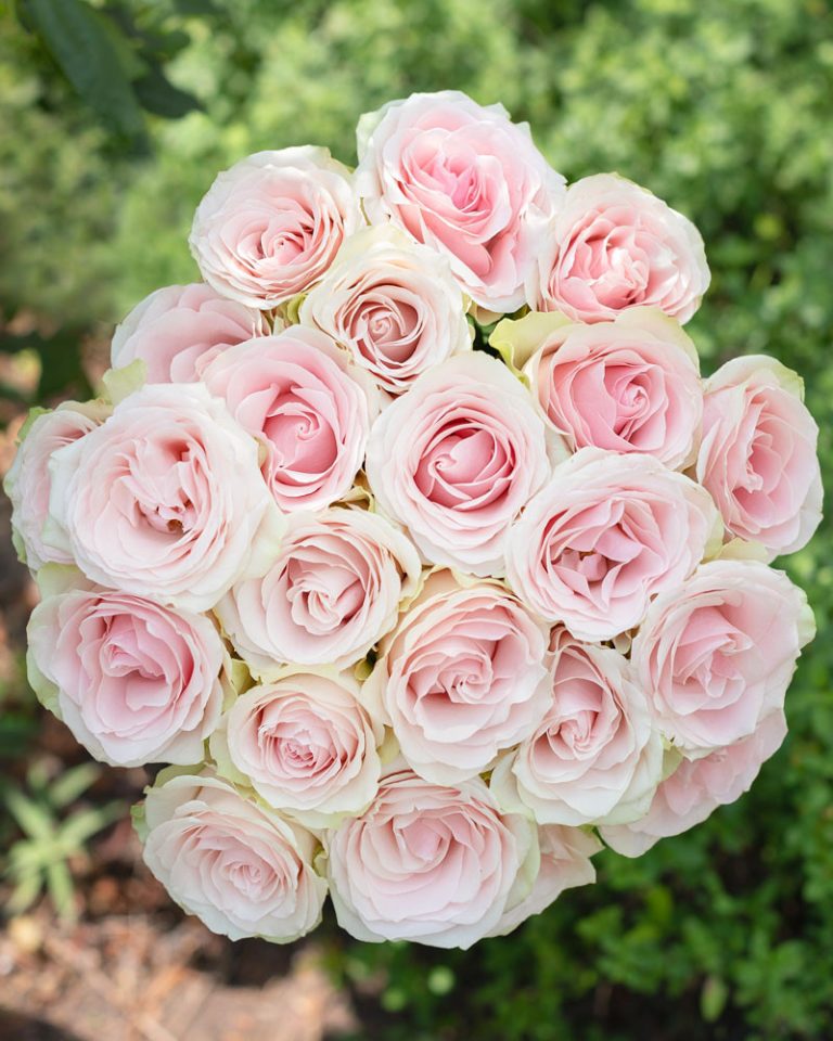 Frutteto | Light Pink Rose