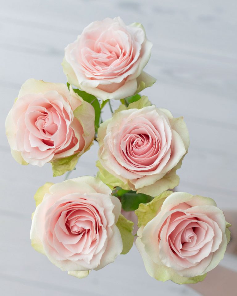 Frutteto | Light Pink Rose