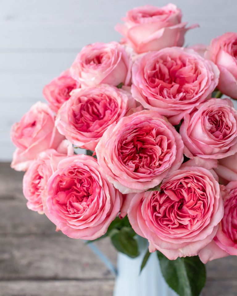 Pink Xpression | Pink Garden Rose