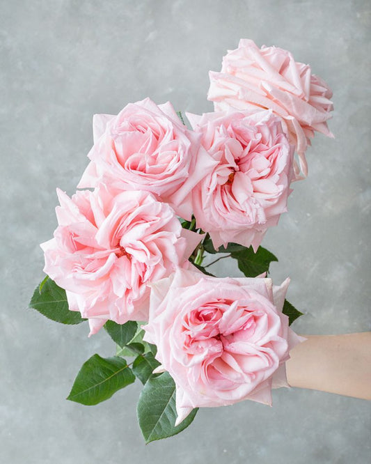 Pink Ohara | Light Pink Garden Rose