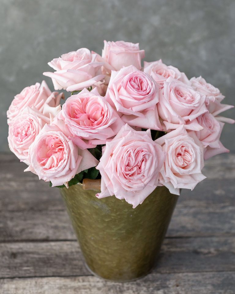 Pink Ohara | Light Pink Garden Rose