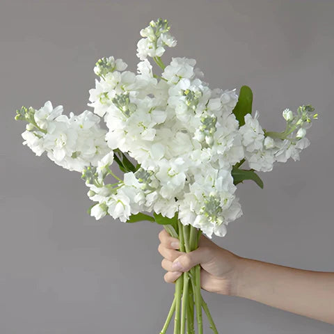 Stock White Flower