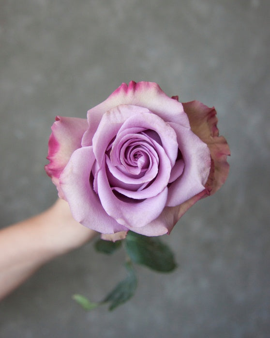 Govinda | Lavender Garden Rose
