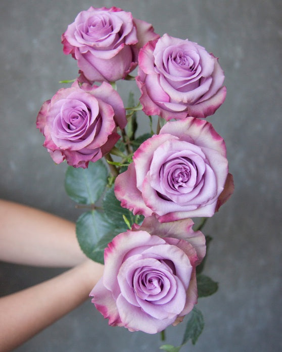 Govinda | Lavender Garden Rose