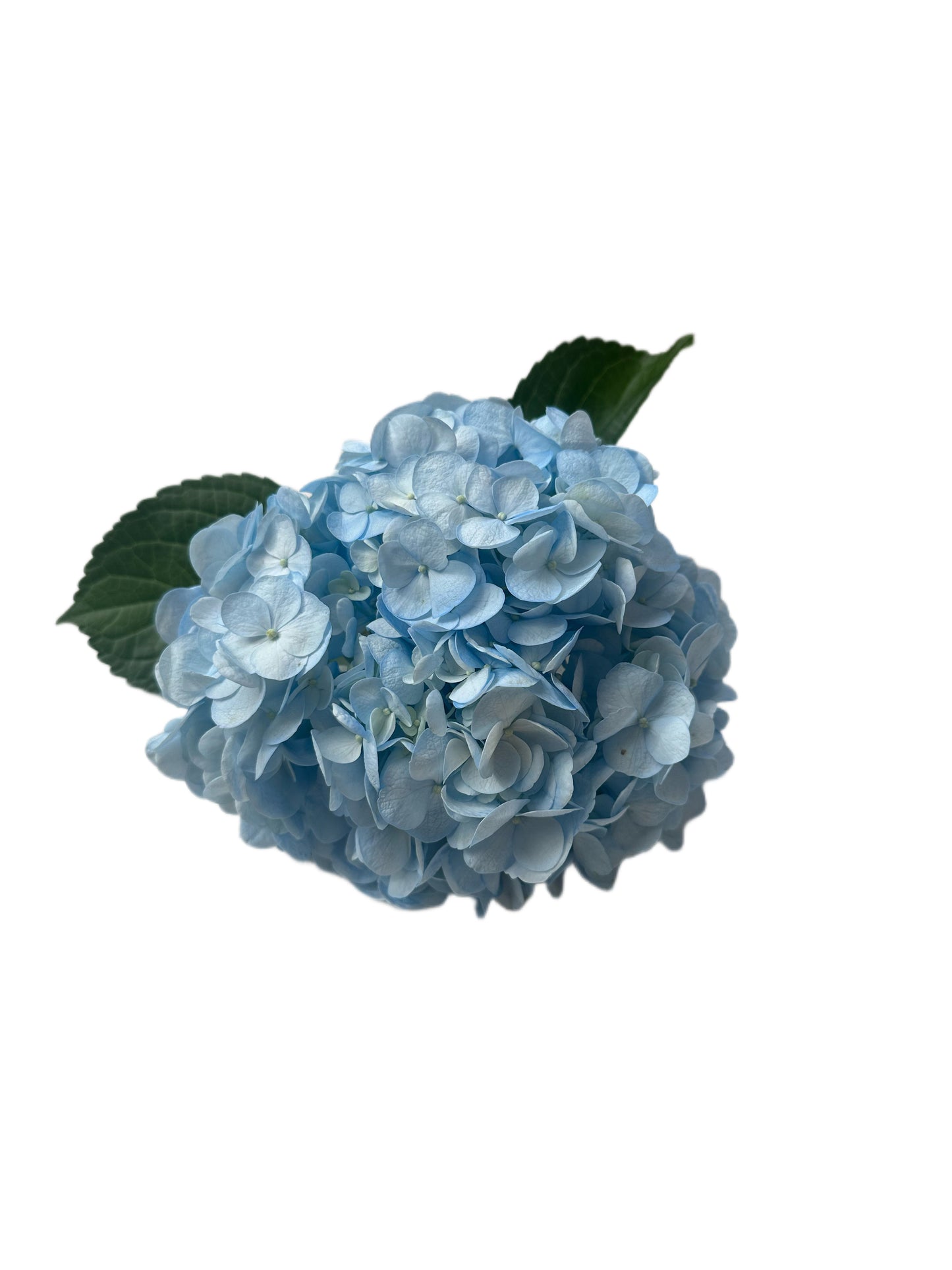 Blue Hydrangea Jumbo Flower