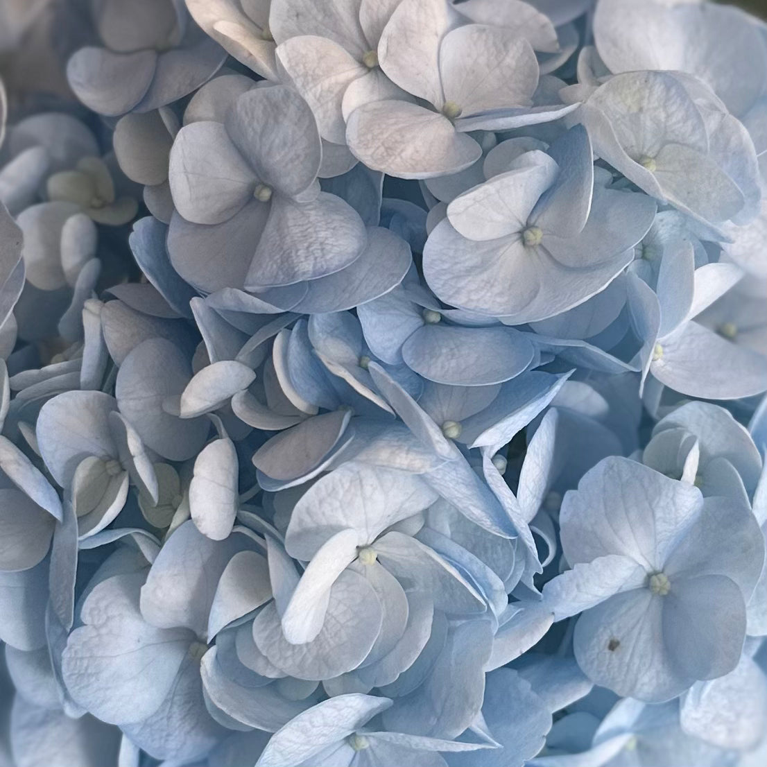 Blue Hydrangea Jumbo Flower