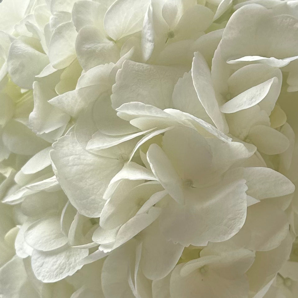 White Hydrangea Flower