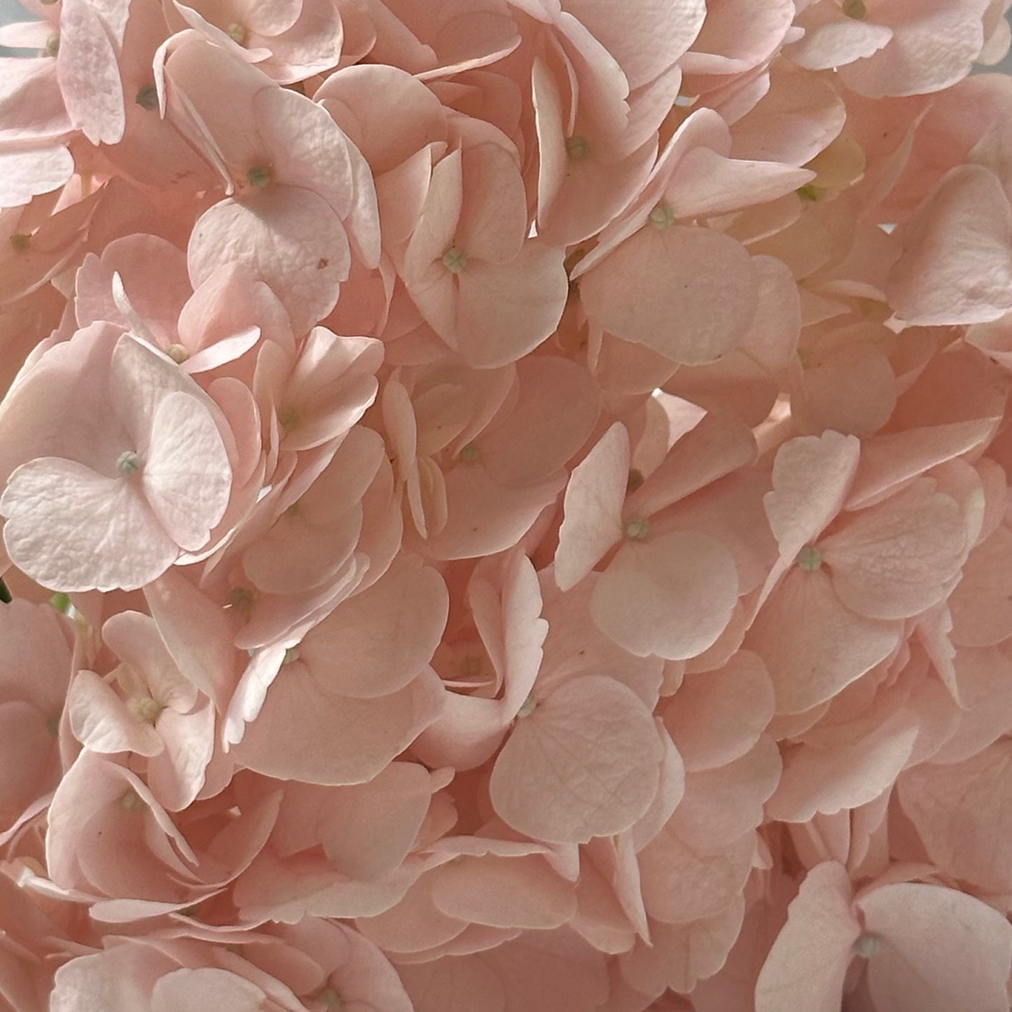 Dusty Rose Airbrushed Hydrangea