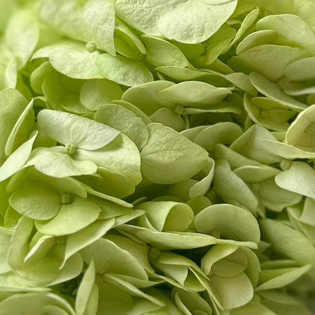Hydrangea Lime Green Flower