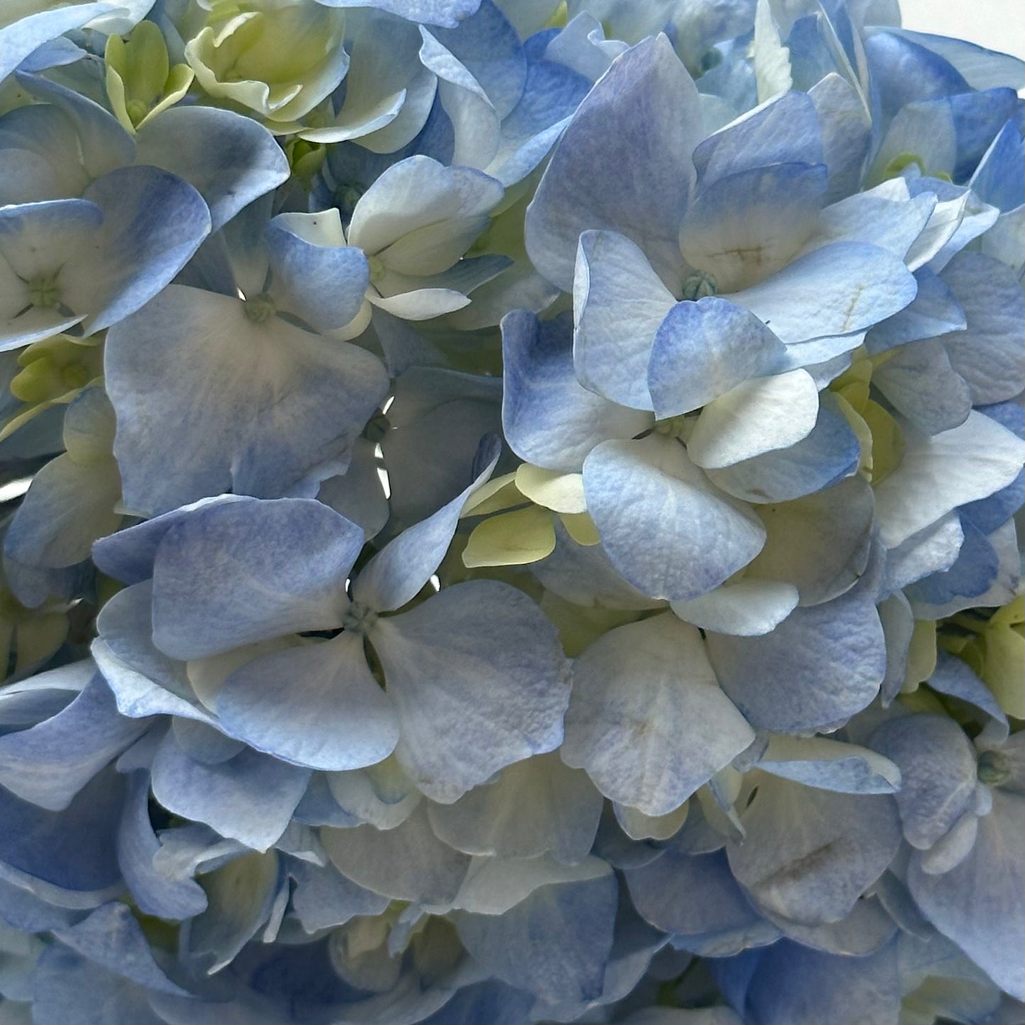 Bicolor Ivory With Hint Of Blue Designer Hydrangea Flower