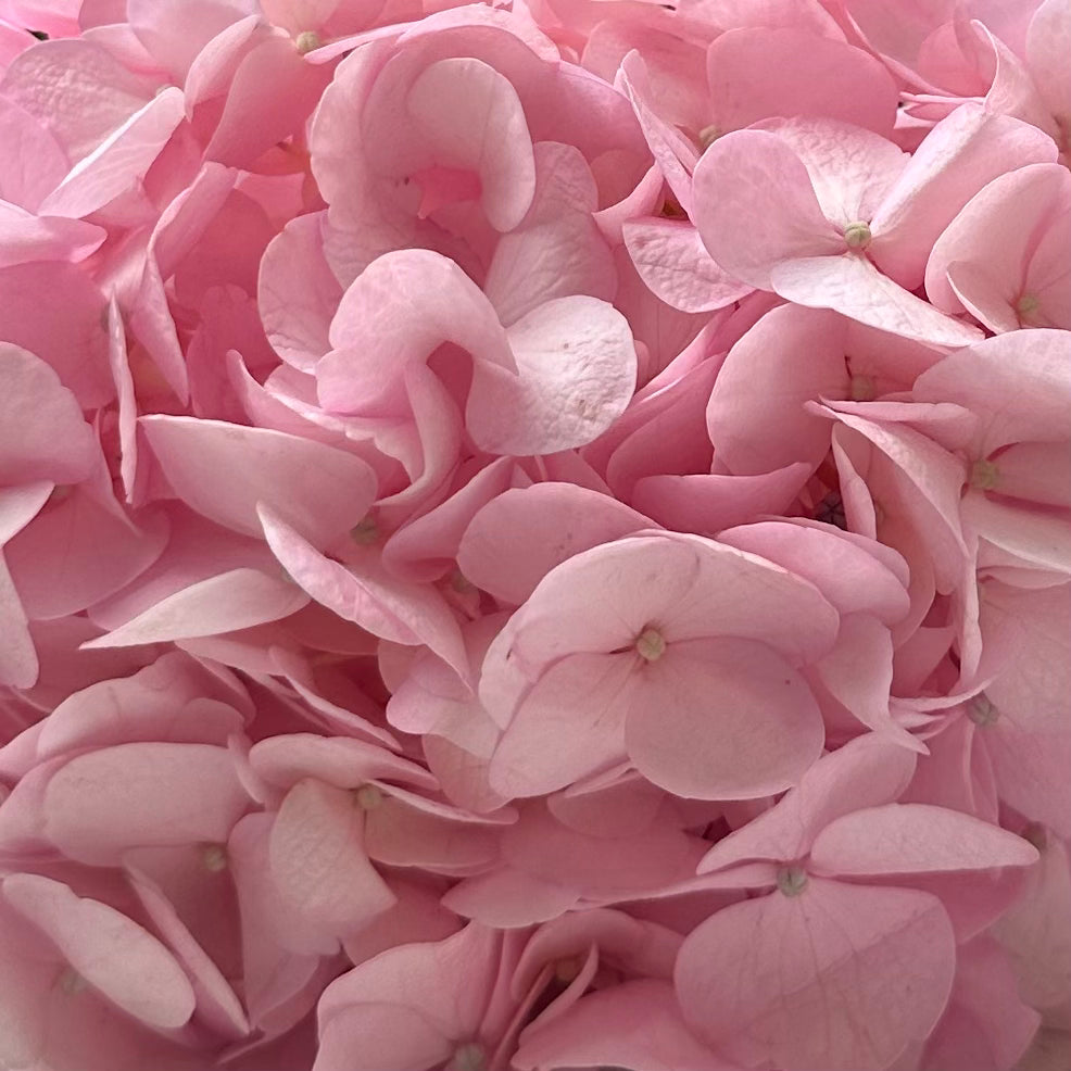Pink Blossom Hydrangea Flowers