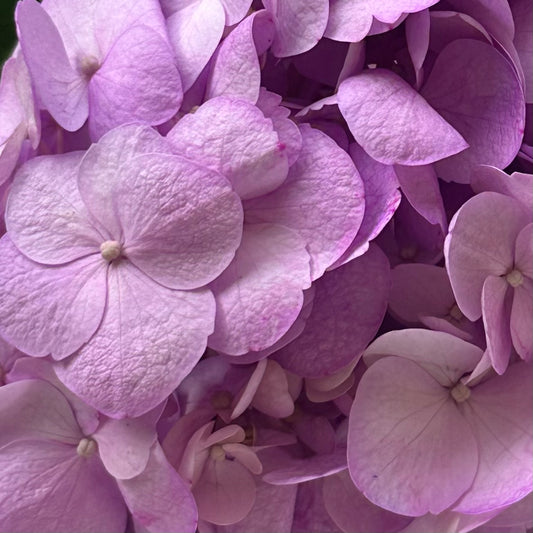 Violet Airbrushed Hydrangea