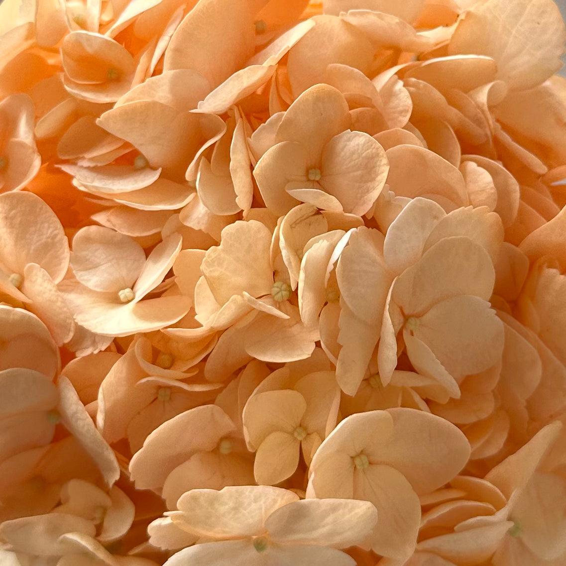 Hydrangea Peach Enhanced Flower