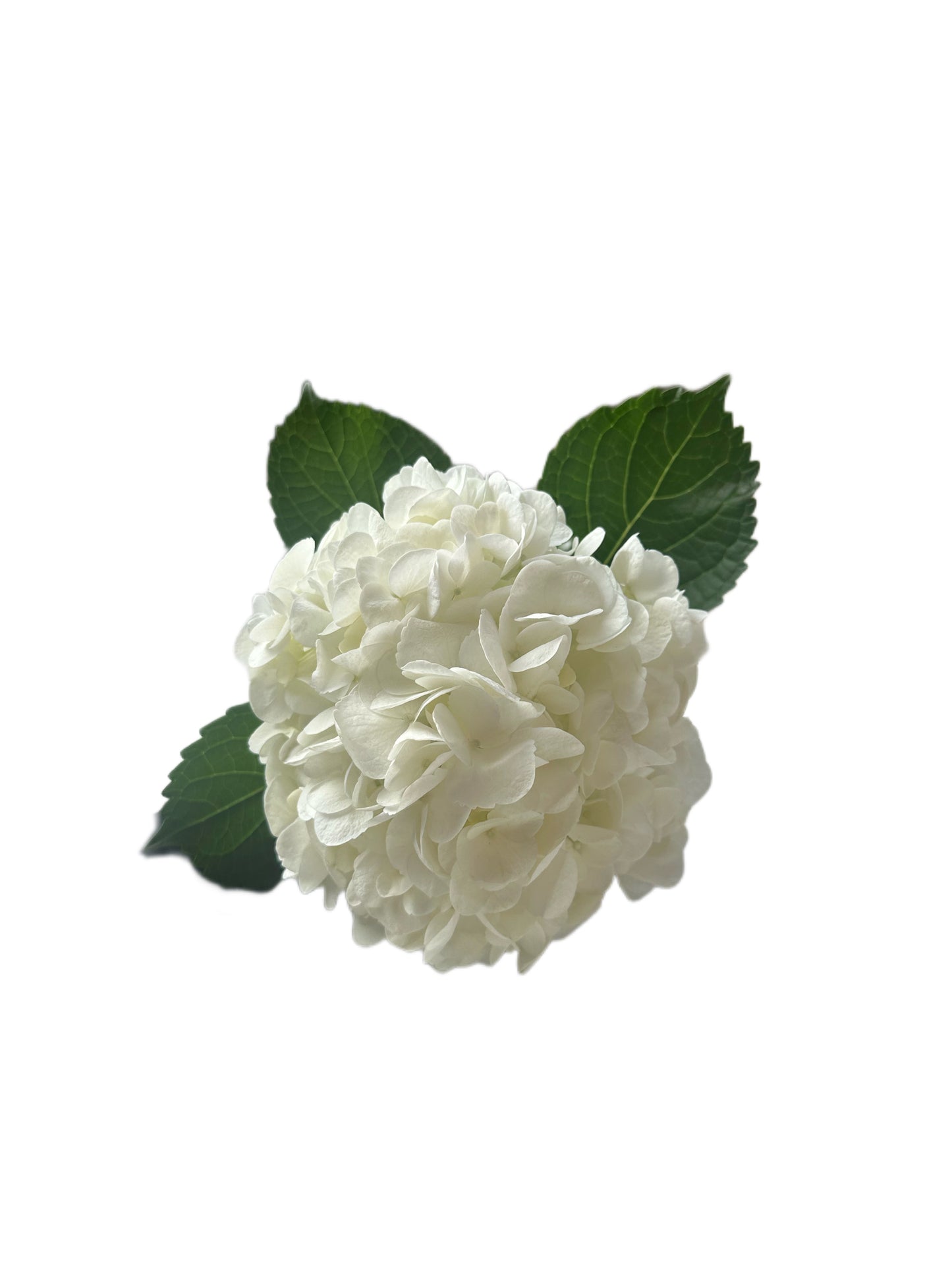 White Hydrangea Flower