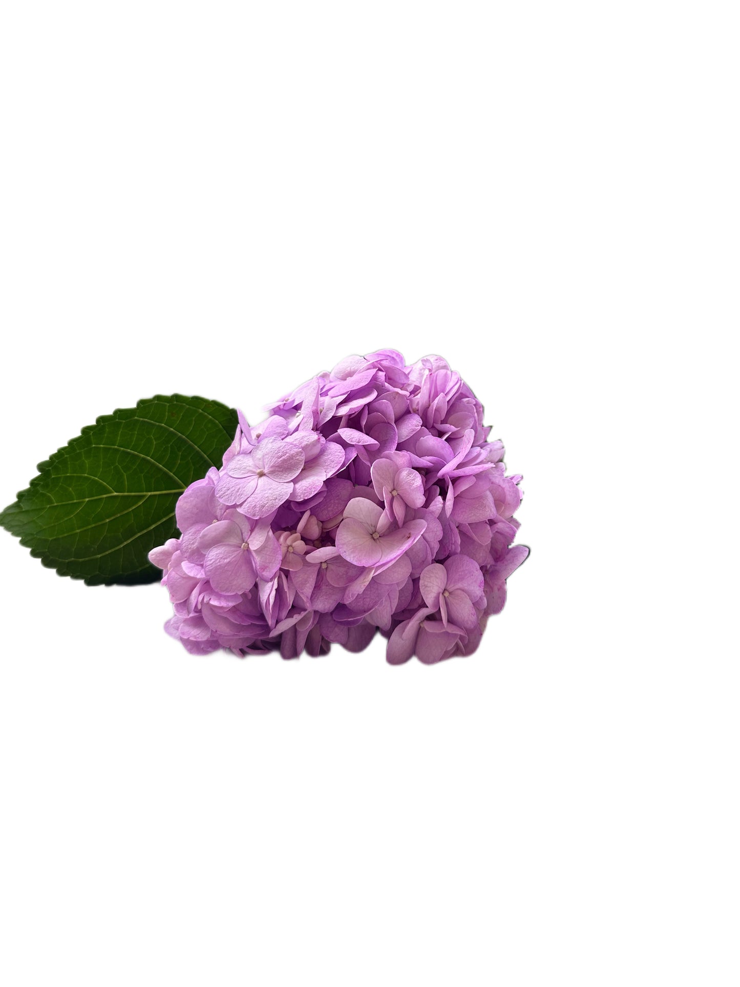 Violet Airbrushed Hydrangea